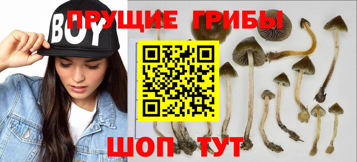 продажа наркотиков  Псилоцибиновые грибы прущие грибы  Вход с VPN  Знаменск  Галлюциногенные грибы MAGIC MUSHROOMS 